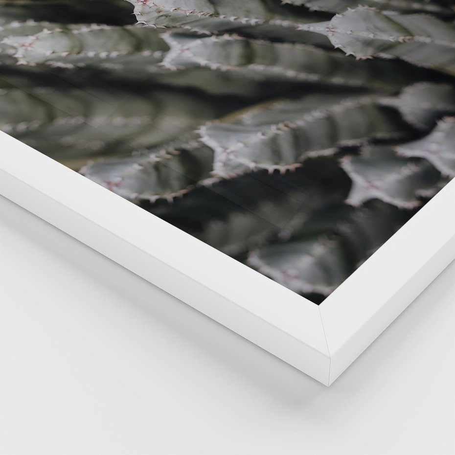 Zestaw obrazy w ramie, plakaty - kaktus, sukulent, roślina - rama biała