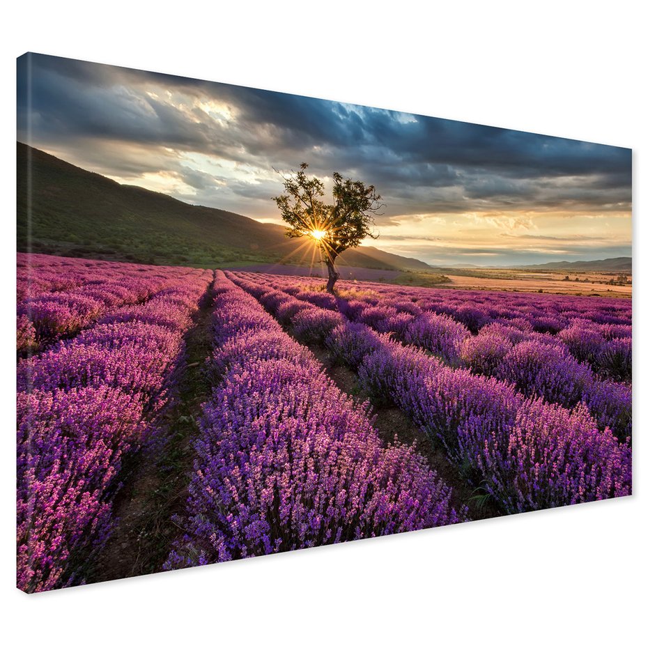 Obraz na płótnie - lawenda, pole, krajobraz