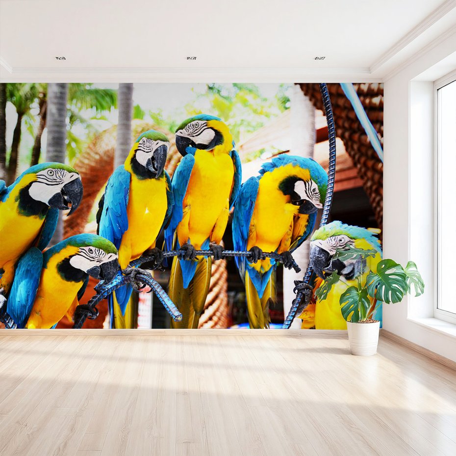 Fototapeta - papugi, ptaki, egzotyczne