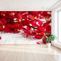 Fototapeta - kwiaty, czerwone, orchidee