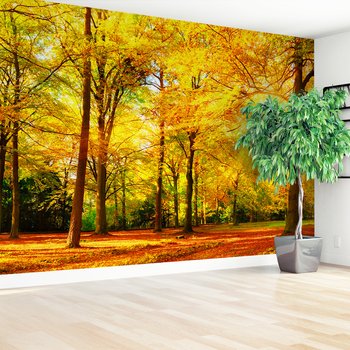 Fototapeta - las, jesień, słońce