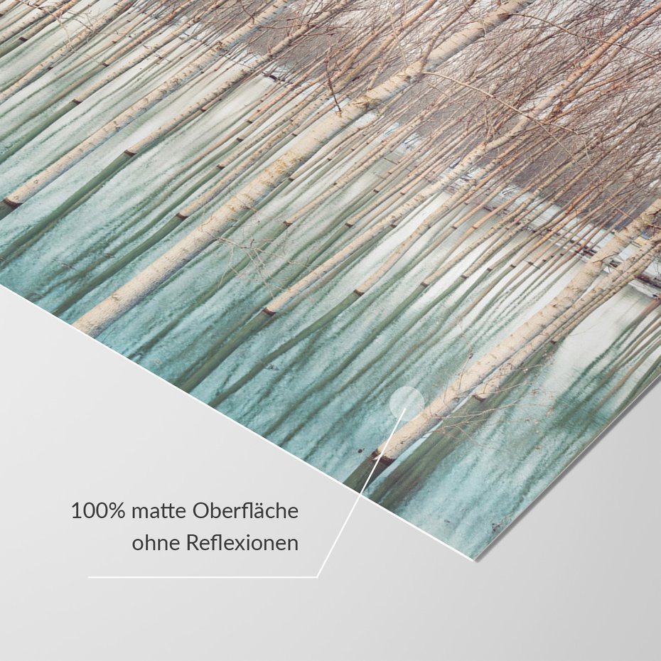 Fototapeta - drzewa, woda, las