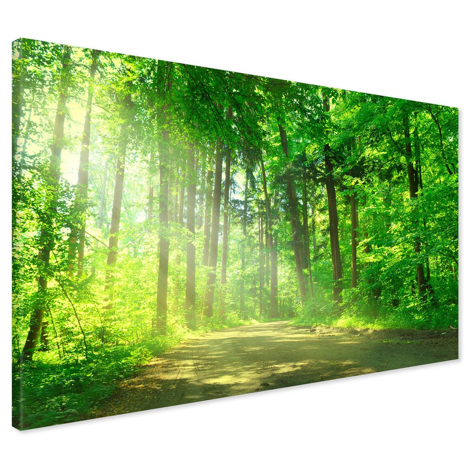 Obraz na płótnie - las, droga, drzewa