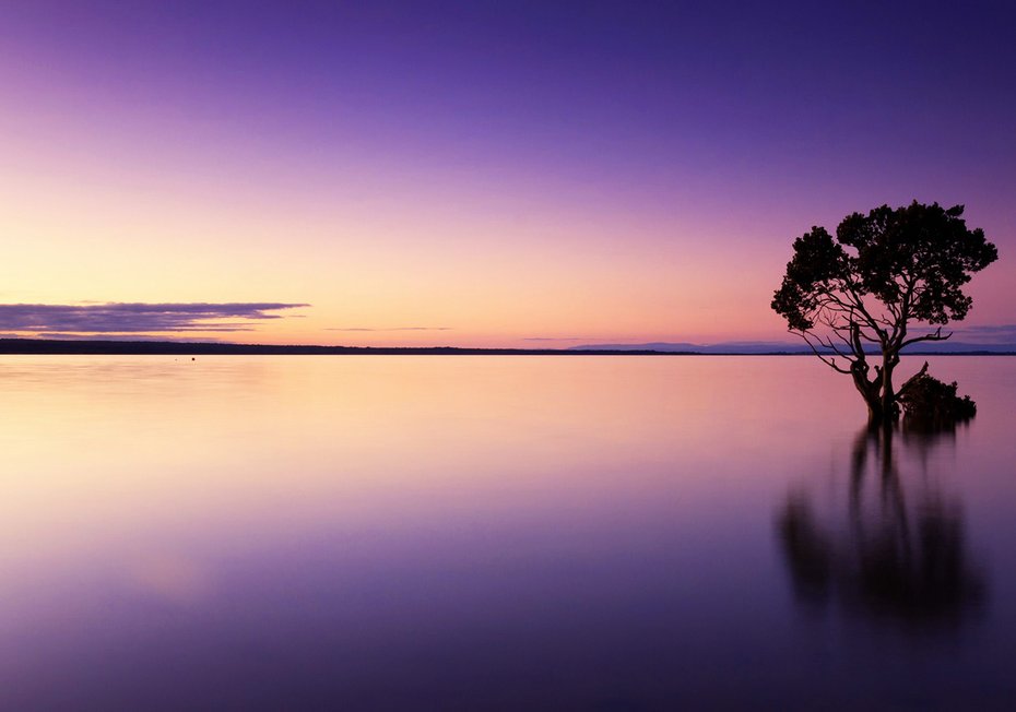 Fototapeta - zachód słońca, woda, drzewo