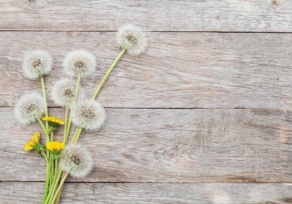 Fototapeta - dmuchawce, kwiaty, drewno