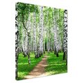 Obraz na płótnie - las, brzozy, natura