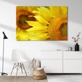 Obraz na płótnie - słonecznik, kwiat, żółty
