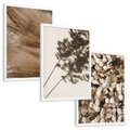 Zestaw obrazy w ramie, plakaty - rośliny, cienie, susz - rama biała