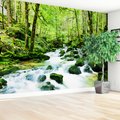 Fototapeta - las, potok, woda