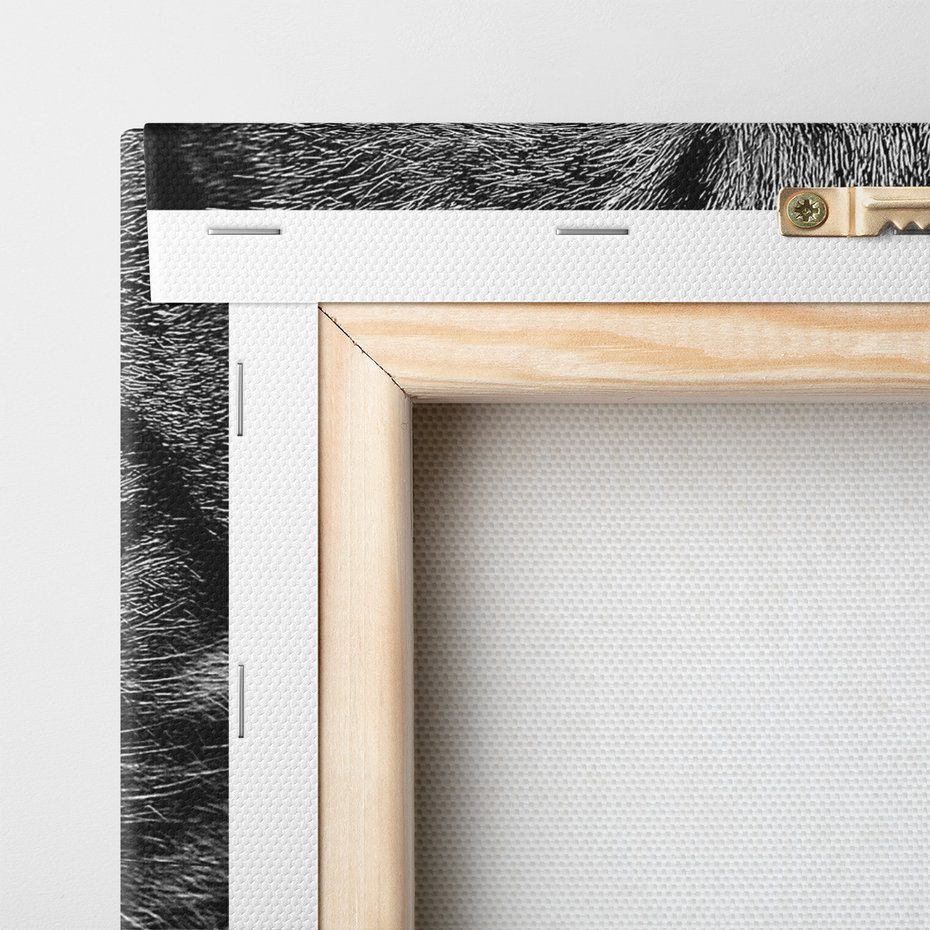 Obraz na płótnie - kot, oczy, zbliżenie