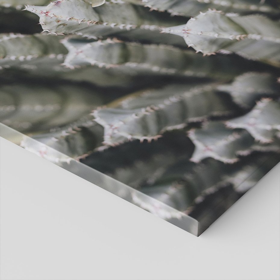 Obraz na płótnie - kaktus, sukulent, kolce