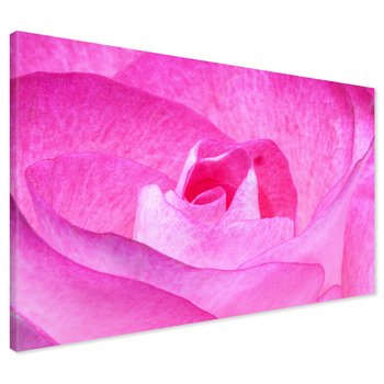 Obraz na płótnie - róża, kwiat, różowy