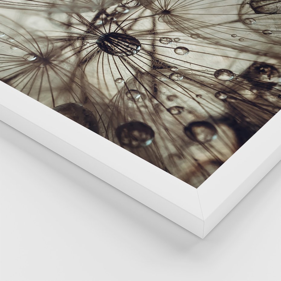 Zestaw obrazy w ramie, plakaty - makro, natura, roślina - rama biała