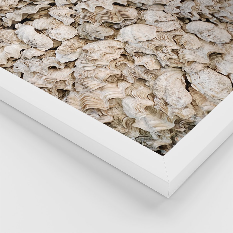 Zestaw obrazy w ramie, plakaty - muszle, morze, liście - rama biała