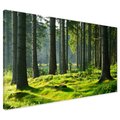Obraz na płótnie - las, drzewa, natura