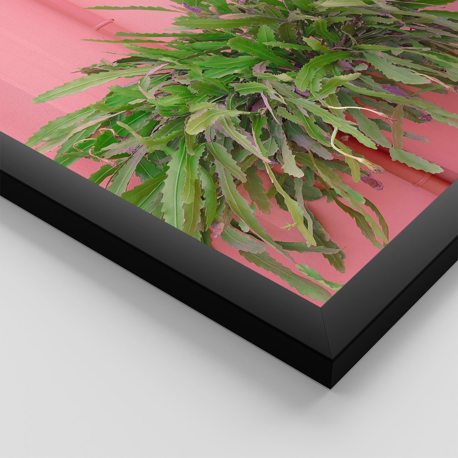 Zestaw obrazy w ramie, plakaty - rośliny, kaktusy, różowy - rama czarna