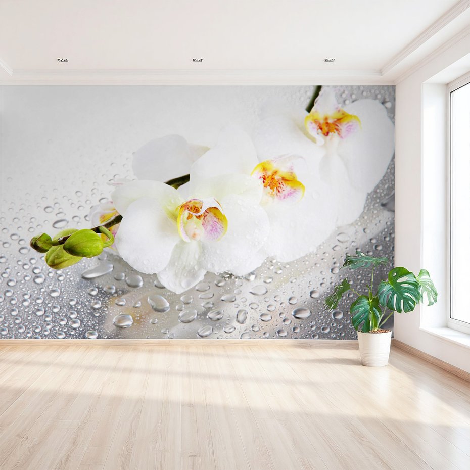 Fototapeta - kwiaty, orchidee, krople