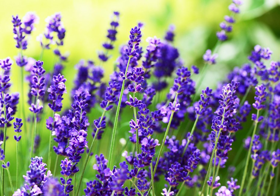 Fototapeta - lawenda, kwiaty, fioletowy