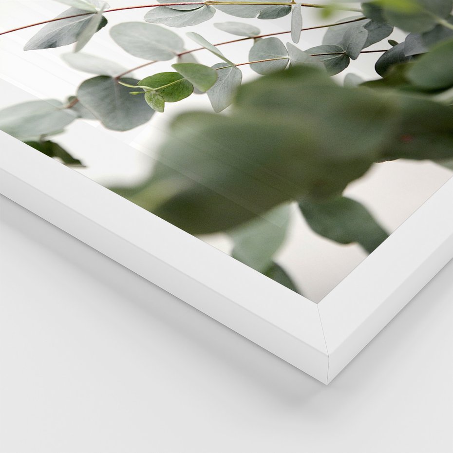 Zestaw obrazy w ramie, plakaty - eukaliptus, liście, roślina - rama biała