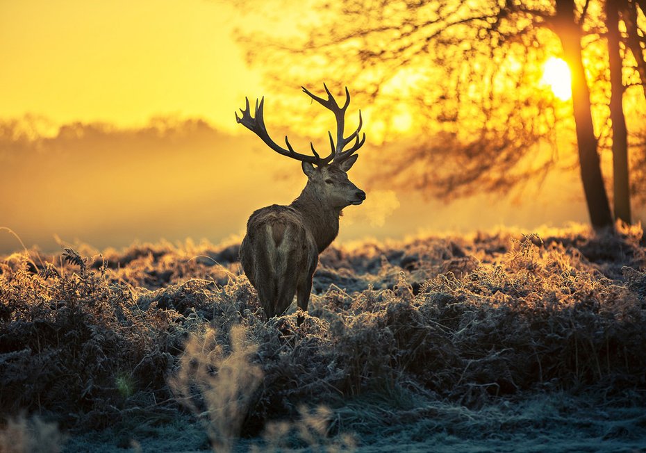 Fototapeta - jeleń, poroże, natura