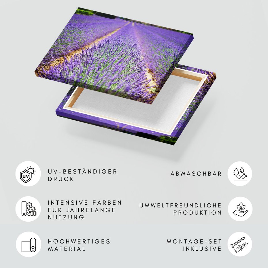 Obraz na płótnie - lawenda, pole, kwiaty