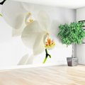 Fototapeta - orchidea, kwiat, biały