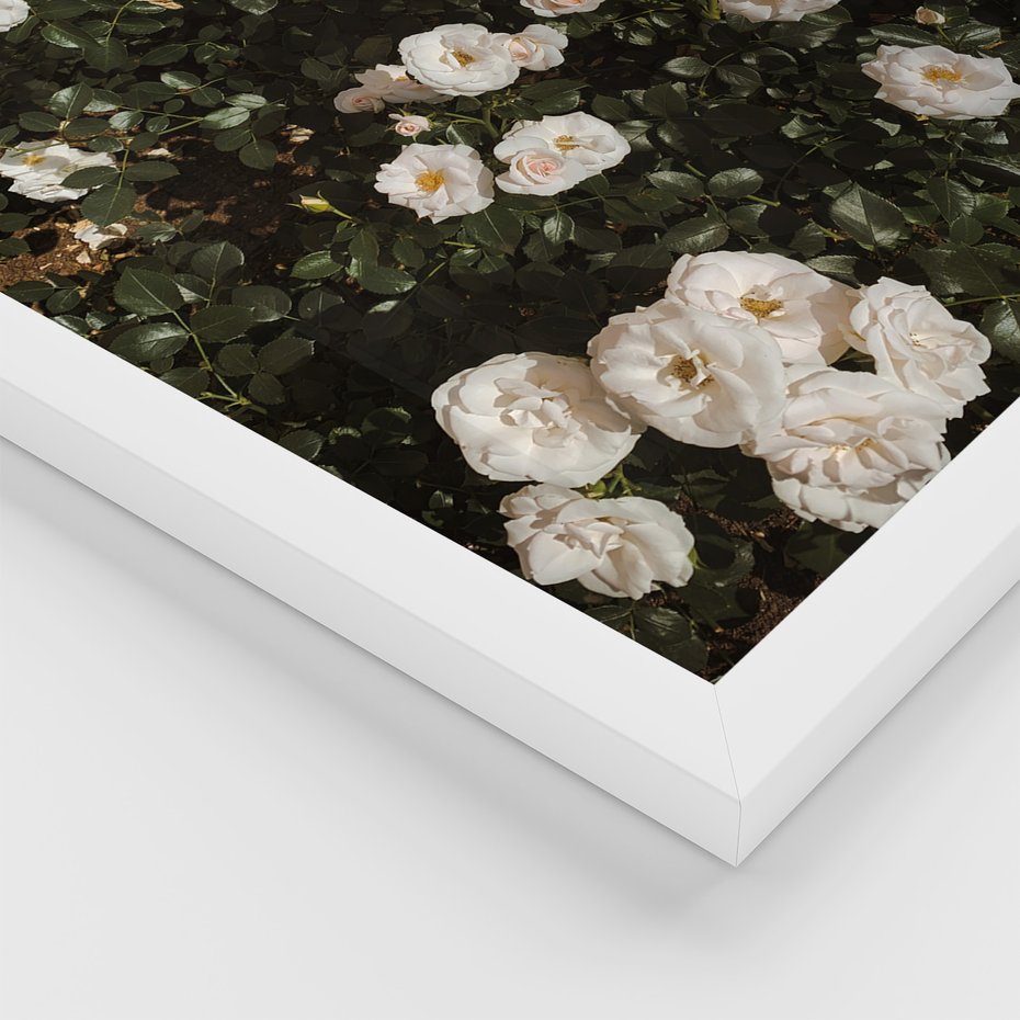 Zestaw obrazy w ramie, plakaty - kwiaty, rośliny, natura - rama biała