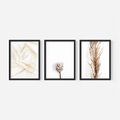 Zestaw obrazy w ramie, plakaty - roślina, suchy, kwiatostan - rama czarna