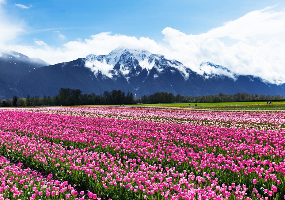 Fototapeta - kwiaty, tulipany, góry