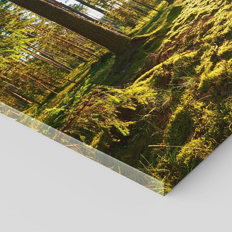 Obraz na płótnie - las, drzewa, natura