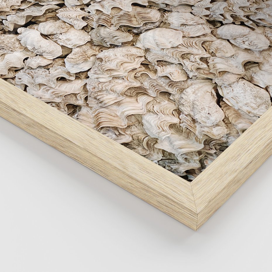 Zestaw obrazy w ramie, plakaty - muszle, morze, liście - rama drewno