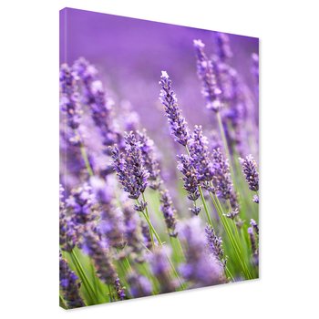 Obraz na płótnie - lawenda, kwiaty, fioletowy