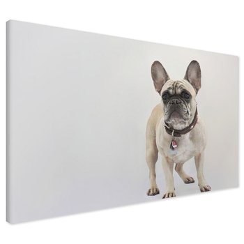 Obraz na płótnie - pies, buldog, zwierzę