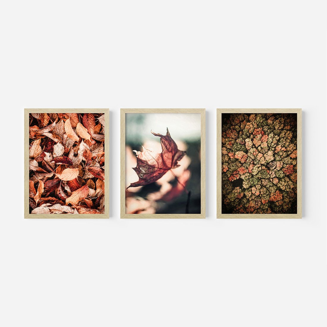 Zestaw obrazy w ramie, plakaty - liście,jesień,drzewa - rama drewno