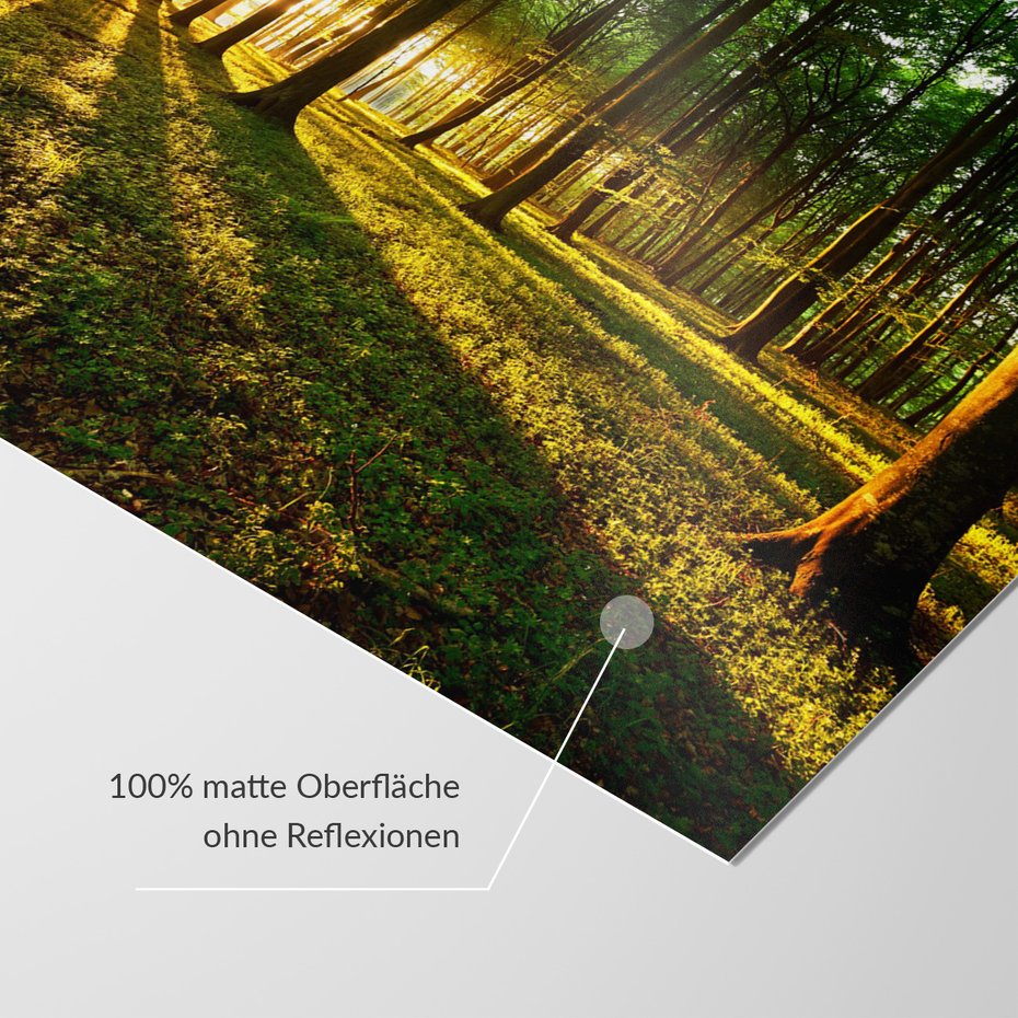 Fototapeta - las, drzewa, słońce