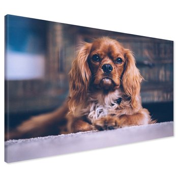 Obraz na płótnie - pies, portret, zwierzę