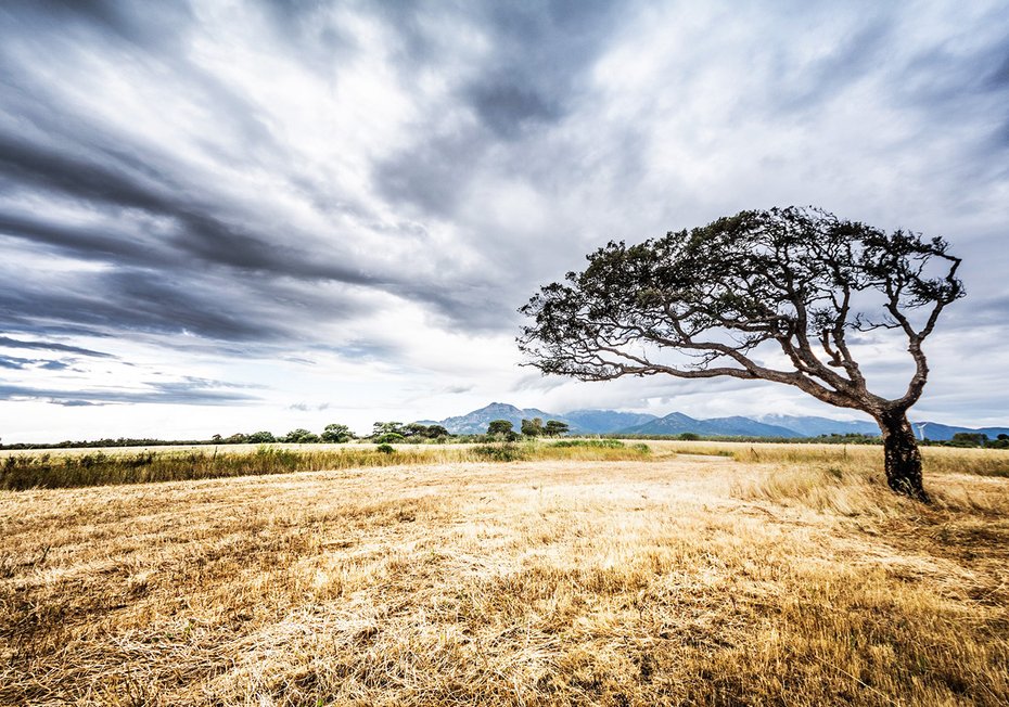 Fototapeta - krajobraz, drzewo, niebo