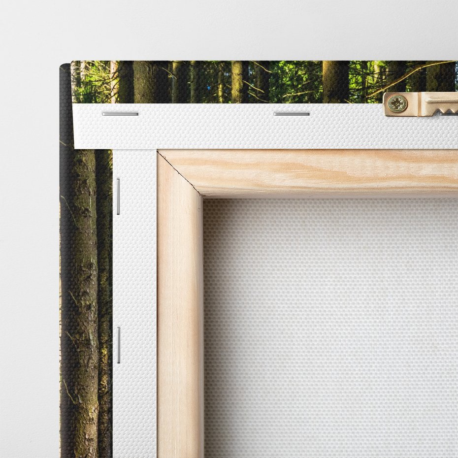 Obraz na płótnie - las, drzewa, przyroda