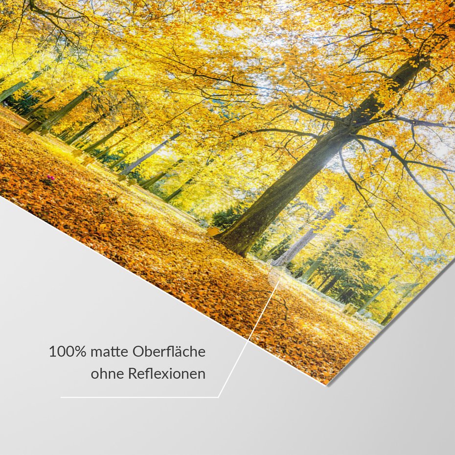 Fototapeta - jesień, liście, drzewa