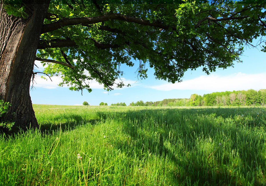 Fototapeta - drzewo, łąka, zielony