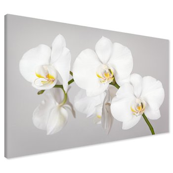 Obraz na płótnie - kwiat, orchidea, biały