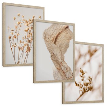 Zestaw obrazy w ramie, plakaty - roślina, kwiat, suszone - rama drewno