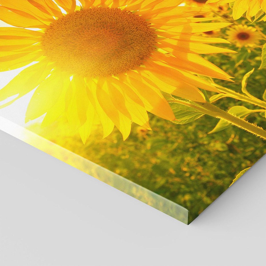 Obraz na płótnie - słoneczniki, pole, lato