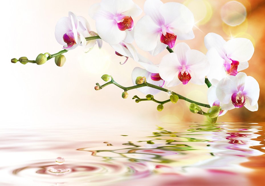 Fototapeta - orchidee, kwiaty, woda