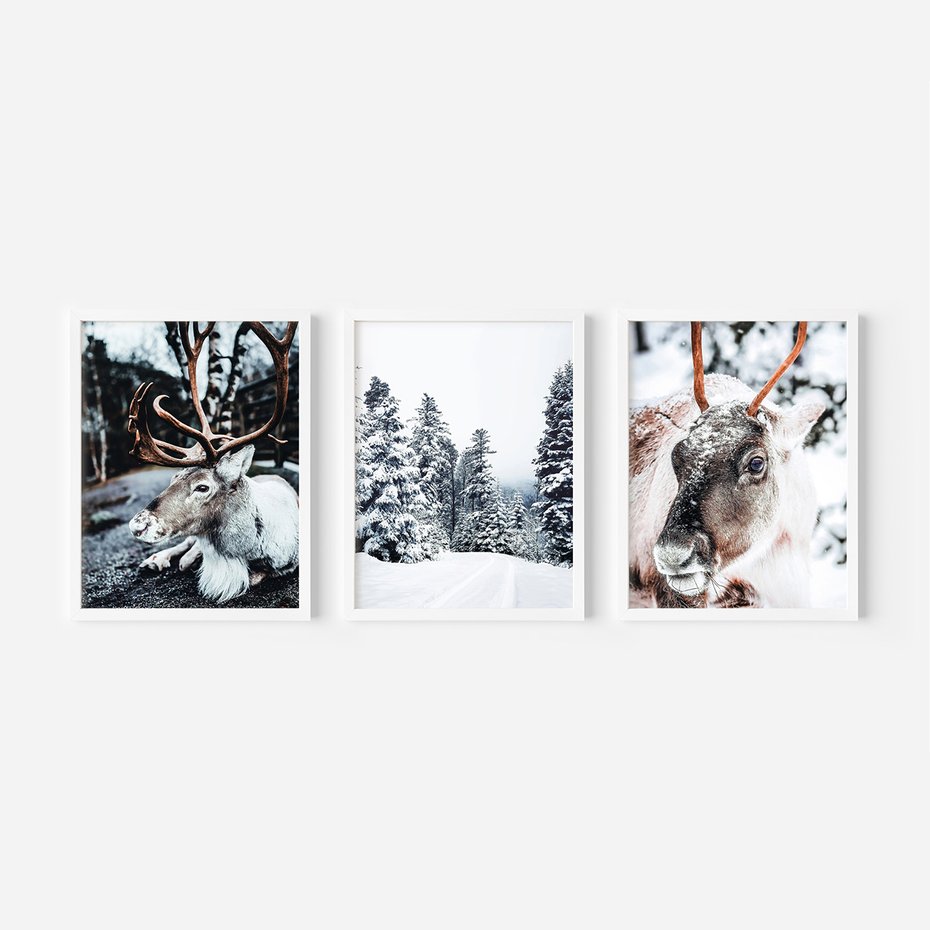 Zestaw obrazy w ramie, plakaty - renifer, zima, śnieg - rama biała