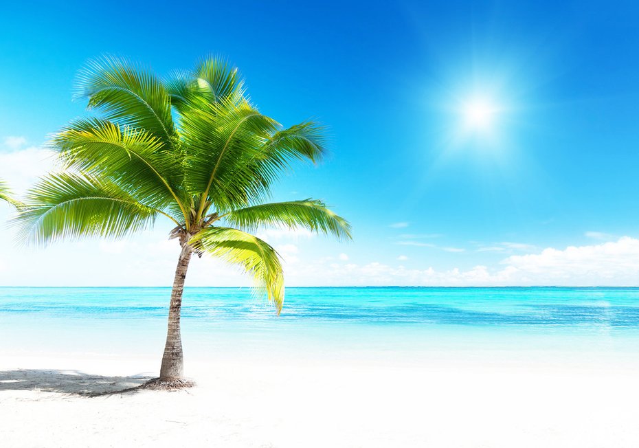 Fototapeta - palma, plaża, morze