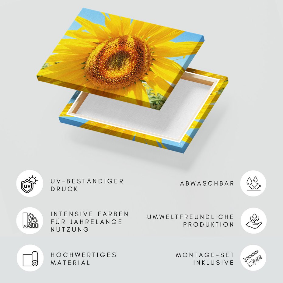 Obraz na płótnie - słonecznik, lato, kwiat