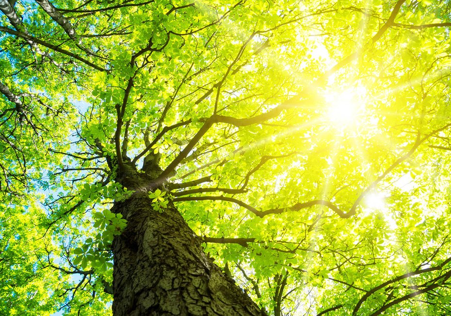 Fototapeta - las, drzewo, liście