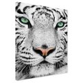 Obraz na płótnie - tygrys, biały, zwierzę