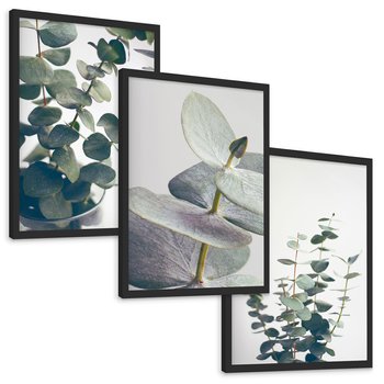 Zestaw obrazy w ramie, plakaty - eukaliptus, liście, gałązki - rama czarna